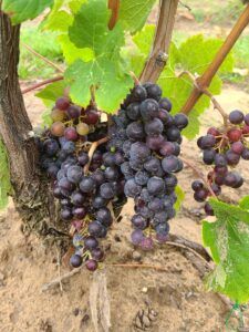 dirty red wine grapes