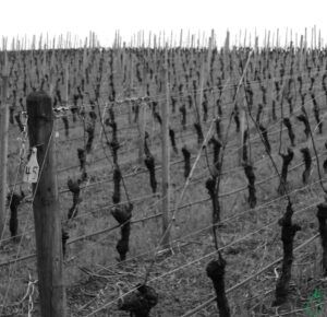 Rows of Pinot Noir Oregon